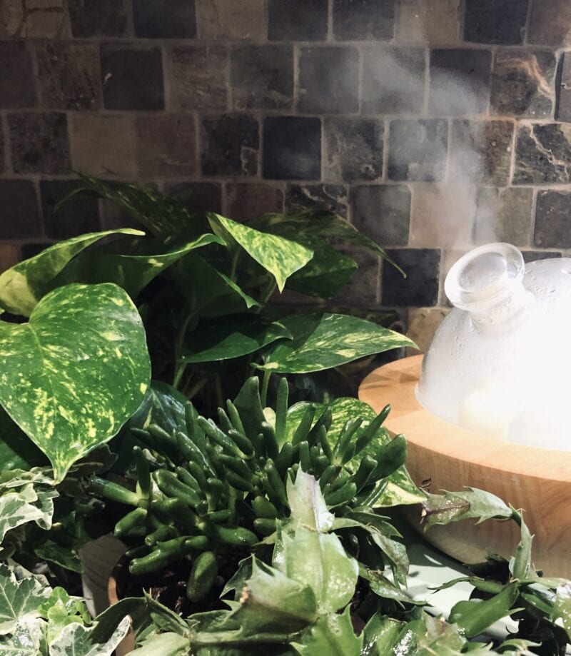 House Plants + Thieves Household Cleaner